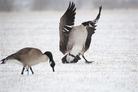 Dsc Dave Smith Decoys Flickr