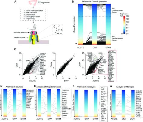 Gene Expression Analysis A Workflow Of An Rna Seq Experiment With Download Scientific