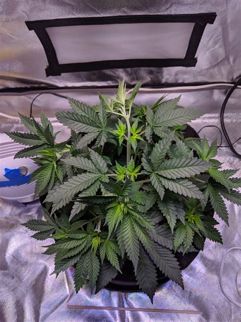 Sensi Seeds Super Skunk grow diary (journal) week5 by ...