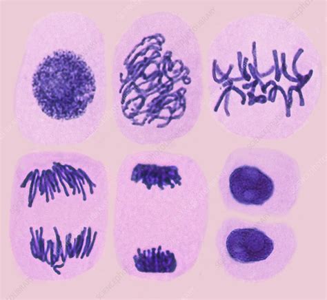 Plant cell mitosis, light micrograph - Stock Image C022/5100 - Science ...