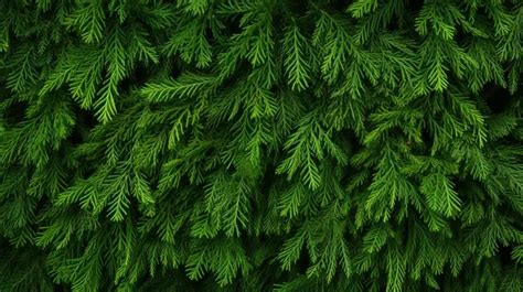 Vibrant Hedge Of Thuja Trees With Lush Green Leaves A Natural Textured