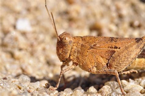 Free Images Fauna Invertebrate Close Up Grasshopper Locust Macro