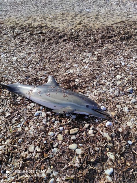 Castellammare Delfino Morto Sulla Spiaggia Di Guidaloca