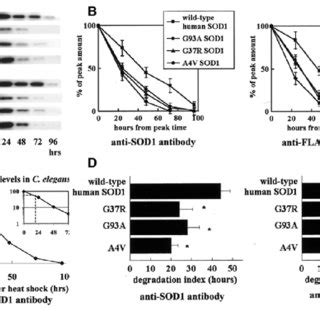 Time Course Profile Of Wild Type And Mutant Human SOD1 Proteins On The