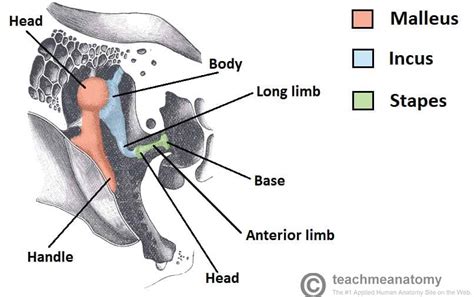 The Middle Ear - Parts - Bones - Muscles - TeachMeAnatomy