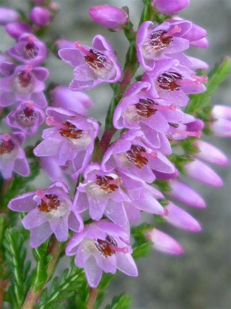 Heather Heather Flower National Flower Blue And Purple Flowers