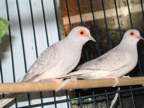 White Tail Dove Diamond Dove Pets For Sale Doves Beautiful Birds