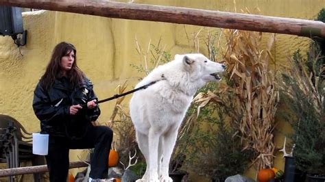 San Diego Zoo Artic Wolf Howling Backstage Pass Youtube