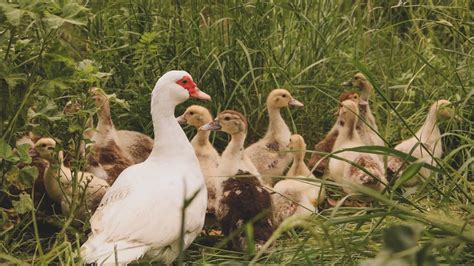 Patos Para Principiantes Alimentaci N Agua Cuidados Consejos