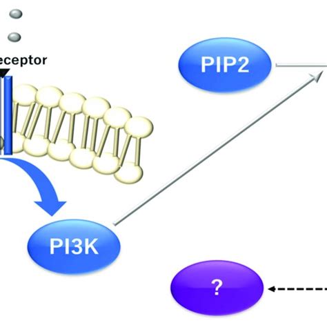 Kras Proto Oncogene And Gtpase Kras Dependent Alterations Of Tca Download Scientific Diagram