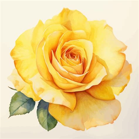 Premium Vector Watercolor Rose Illustrations