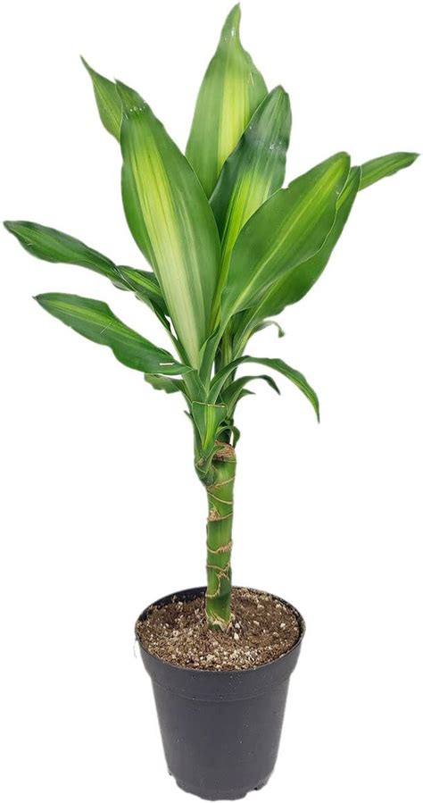 Amazon American Plant Exchange Mass Cane Dracena Massangeana Live