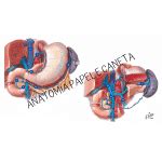 Jogos De Anatomia Humana Abdome Anatomia Papel E Caneta