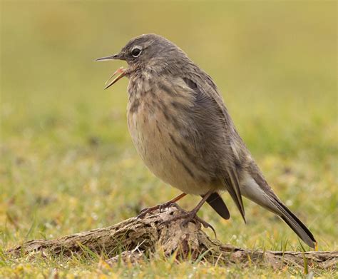 Details Scandinavian Rock Pipit Birdguides