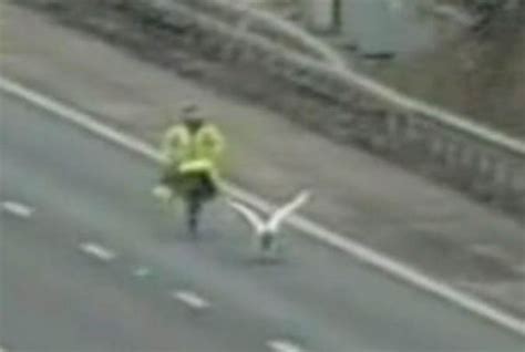 Swan Causes Traffic Jam On Motorway After Crash Landing Uk News