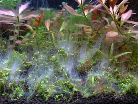 7 Common types of freshwater aquarium algae (illustrated) | AquAnswers