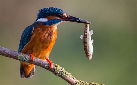 Kingfisher Wallpapers - Wallpaper Cave