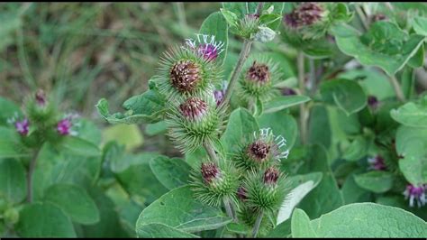 La bardana menor Arctium minus La planta que inspiró el invento del