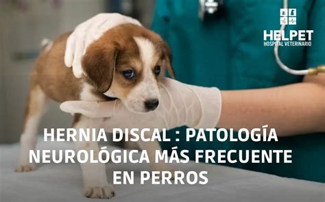 Hernia Discal En Perros Helpet Hospital Veterinario H