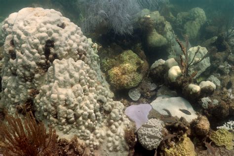 The Effect Of Marine Heatwaves On Corals Ocean Science Technology