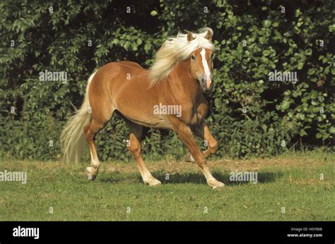 Belt Horse Haflinger Stallion Gallop Pasture Animals Animal