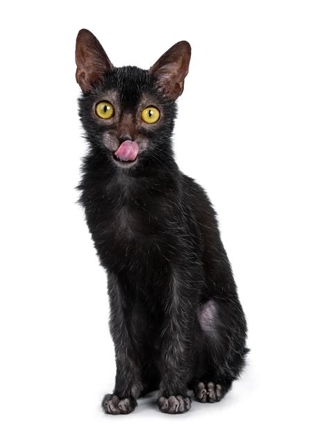 Lykoi Cat Breed Information & Characteristics