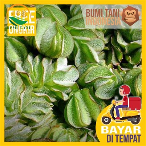 Jual Tanaman Aquascape Salvinia Molesta Tanaman Air Apung Tanaman Air