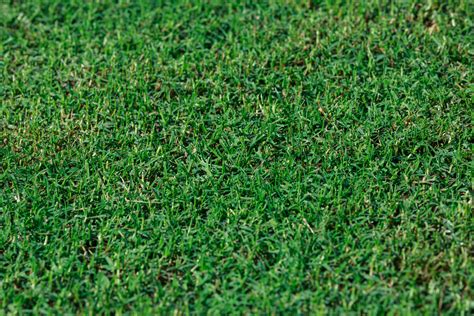 Tahoma 31 Bermudagrass | Bermuda Sod Near Me | Legacy Turf Farms