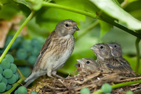 Linnet Pictures - AZ Animals