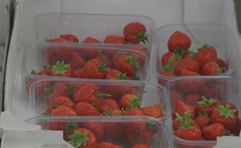 Teknologi Pertanian Strawberry Hidroponik Yang Mengagumkan Seiseima