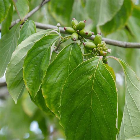 White Dogwood Trees for Sale at Arbor Day's Online Tree Nursery - Arbor Day Foundation