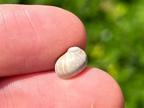 England Fossil Gastropod Theodoxus Concavus Eocene Age Headon Beds