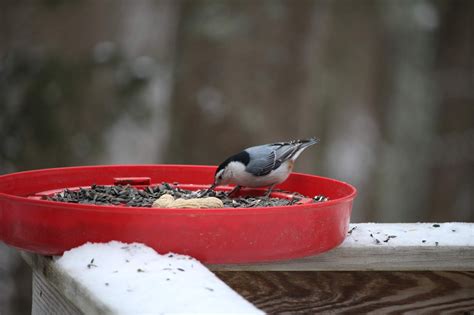 Pams Backyard Chickens How To Get Started Winter Bird Feeding