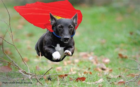 Top 10 most inspiring Hero Dogs