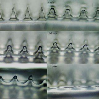 Digital microscope images of cross-sectioned human skin samples stained ...