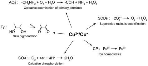 Biomolecules Free Full Text Copper Ions And Parkinsons Disease