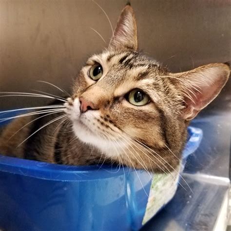 Dean Adopted Quincy Animal Shelter