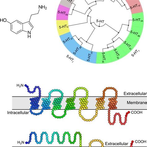 Classification And Molecular Architecture Of Human Serotonin 5 HT