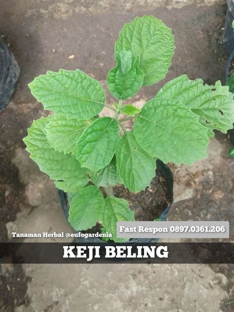 Daun Pecah Beling Obat Zaniyahtarohouse