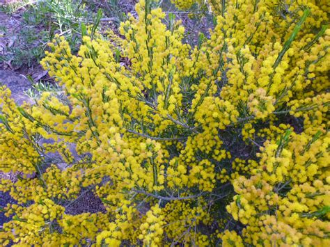 Acacia Lineata Streaked Wattle Gardening With Angus