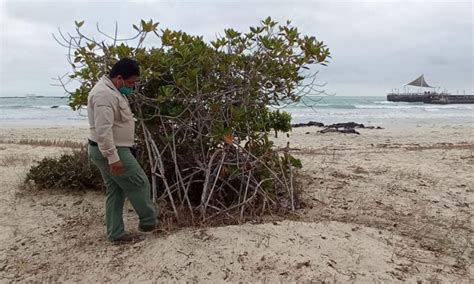 Lo que se sabe sobre la tala de manglares en la isla Isabela en Galápagos