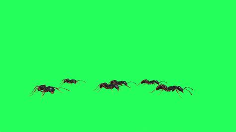 Ants Moving On Green Screen 1 Stock Motion Graphics Sbv 347489047