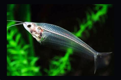 Cá Thủy Tinh Kryptopterus Ghost Glass Catfish Thế Giới 246