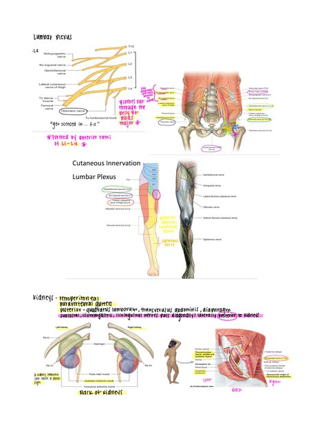 Solution Anatomy Notes On Posterior Abdominal Wall And Diaphragm