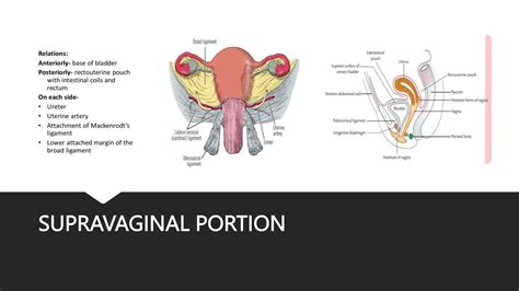 Anatomy of cervix | PPT