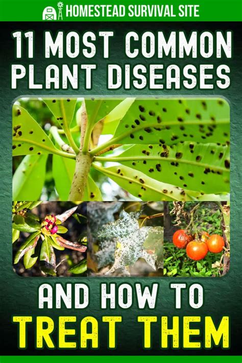 11 Most Common Plant Diseases And How To Treat Them