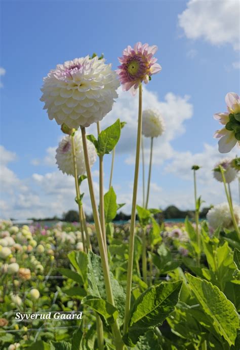 Dahlia Smoothy Nyhet 2024 Syverud Gaard