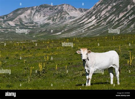 White calf on mountain meadow in front of looming mountains hi-res ...