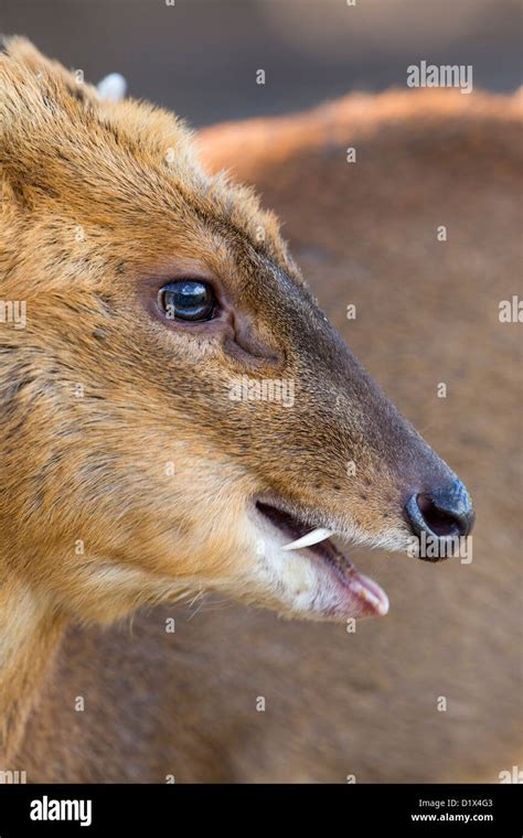 Muntjac Deer Muntiacus Reevesi Showing Tusks Uk Stock Photo Alamy