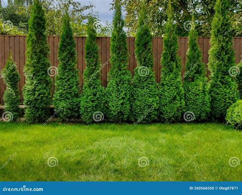 Green Arborvitae Near The Fence Stock Photo Image Of Hedge Gardening